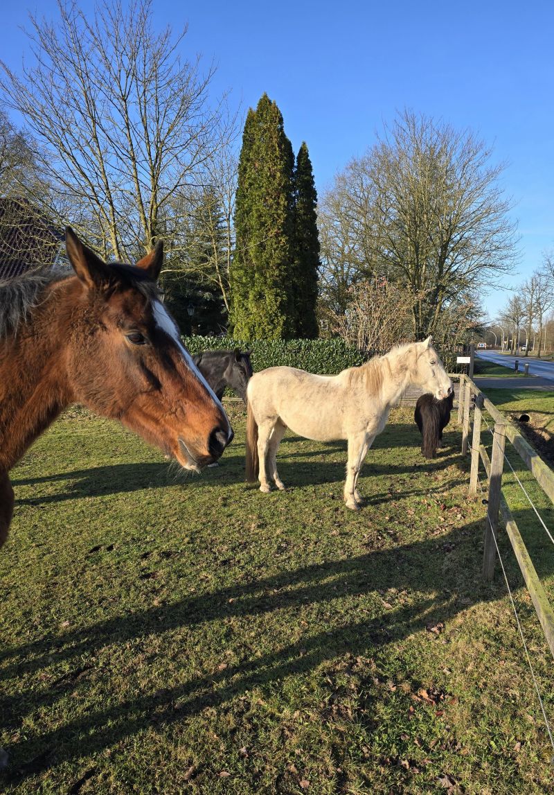 paarden-in-een-zonnige-wei