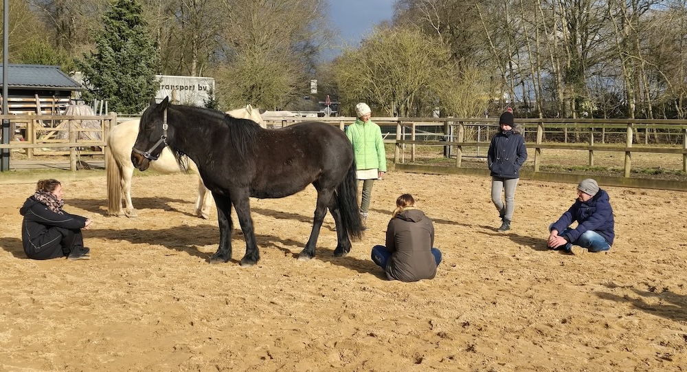 groep-mensen-staan-en-zitten-in-de-wei-met-paarden
