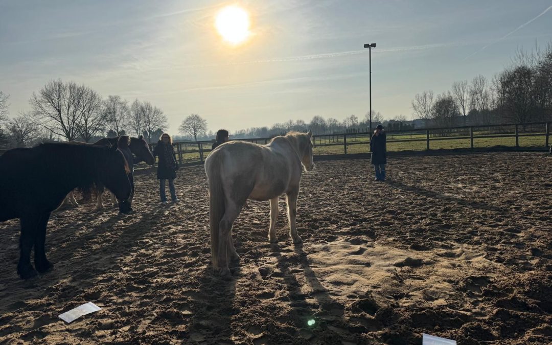 Systemisch Teamcoachen met de wijsheid van de kudde, zonder paard in de tuin