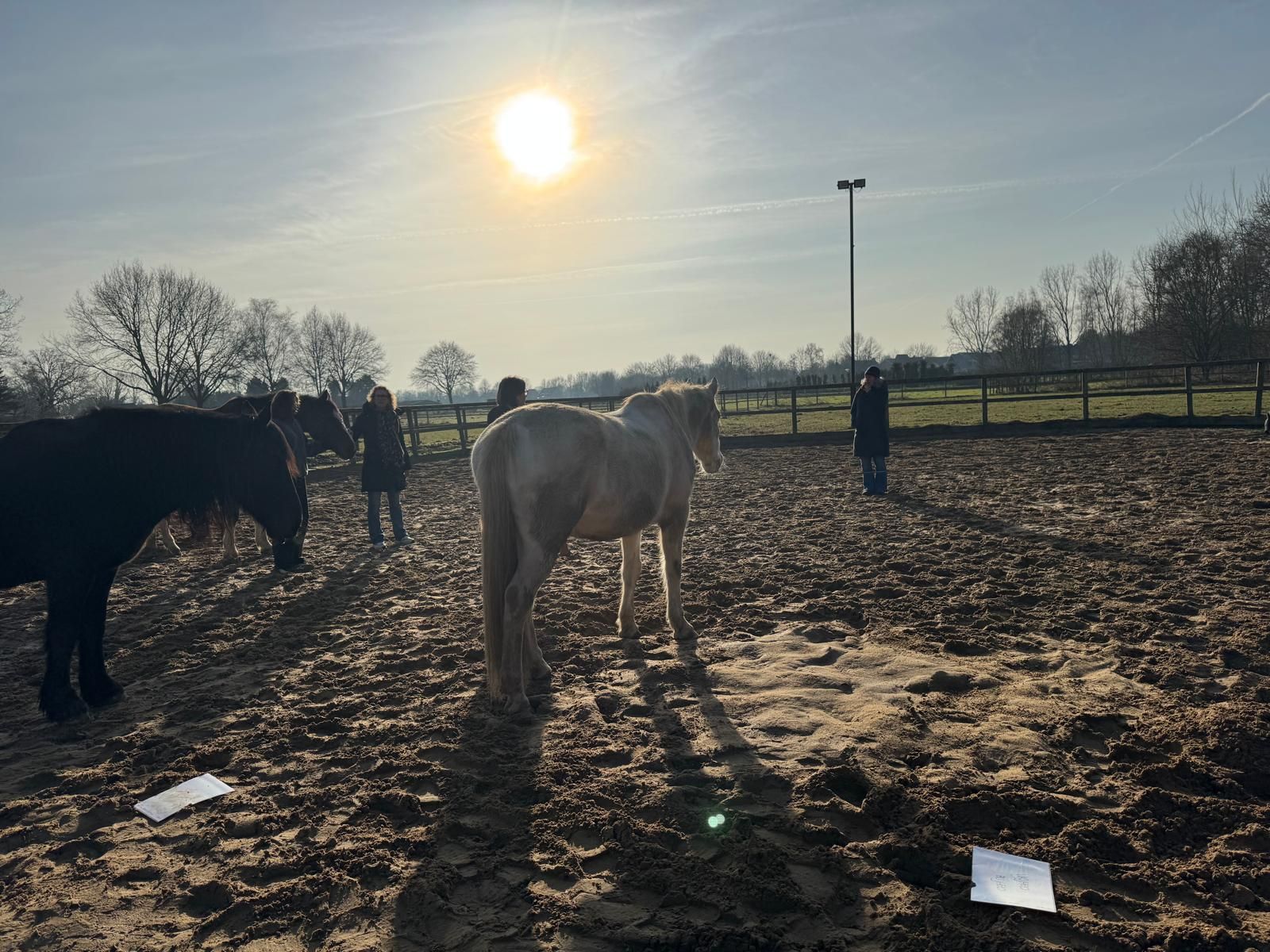 groep-mensen-met-paarden-en-coach-in-de-wei