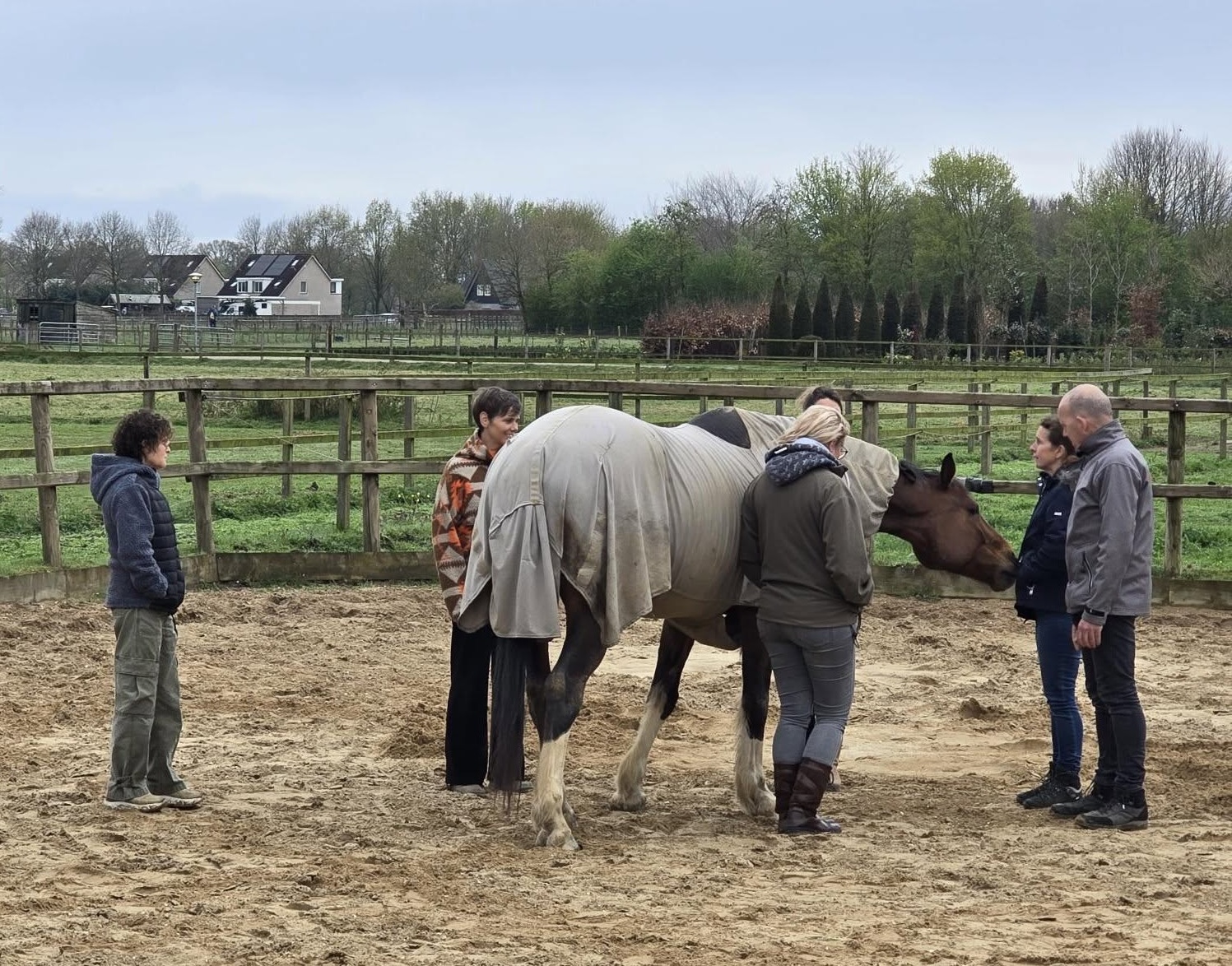 Icoon Opbrengst Verdieping Opleiding Teamcoaching met paarden